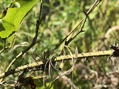 Smilax californica