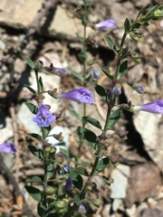 Scutellaria antirrhinoides