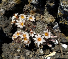 Mammillaria hutchisoniana louisae