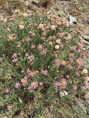 Erigeron klamathensis