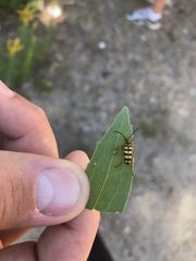 Stenostrophia tribalteata