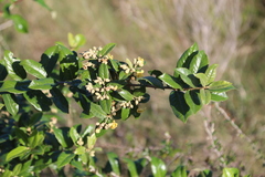 Anastrabe integerrima, photograph author not stated, no rights reserved