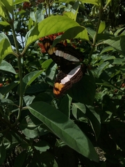 Adelpha phylaca phylaca