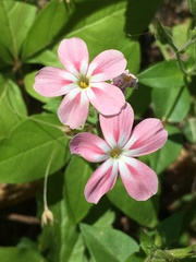 Phlox adsurgens