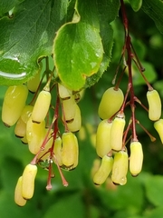Berberis vulgaris