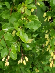 Berberis vulgaris