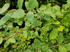 Berberis vulgaris