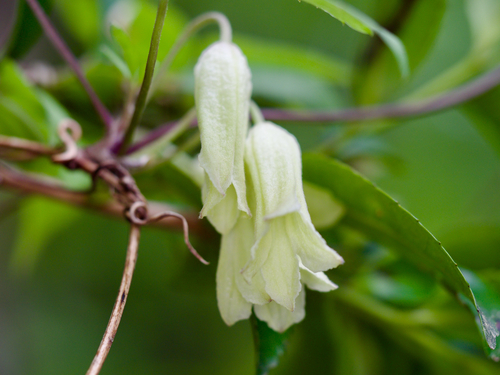 Clematis tosaensis