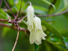 Clematis tosaensis