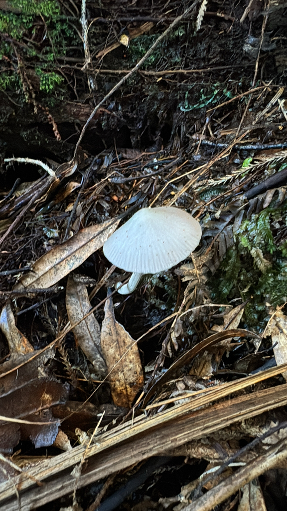 Entoloma canoconicum · May 2025 · photo: © duaneg (iNaturalist, cc-by)