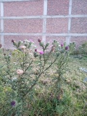 Cirsium vulgare