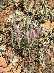Castilleja schizotricha