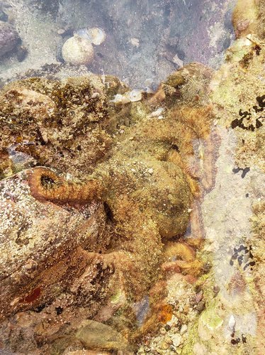 Photo of Two-spot octopus (Octopus bimaculatus)