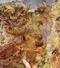 Octopus bimaculatus
