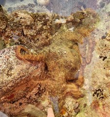 Octopus bimaculatus