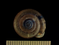 Ashmunella carlsbadensis