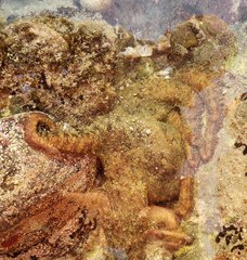 Octopus bimaculatus