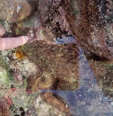 Octopus bimaculatus