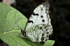 Mariposa Morfo Blanca Alas de Ángel - Photo (c) andres_andrade, algunos derechos reservados (CC BY-NC)