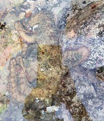Octopus bimaculatus