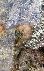 Octopus bimaculatus
