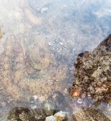 Octopus bimaculatus