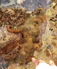 Octopus bimaculatus