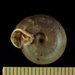 Guadalupe Woodlandsnail - Photo (c) Ben Hutchins, some rights reserved (CC BY-NC), uploaded by Ben Hutchins
