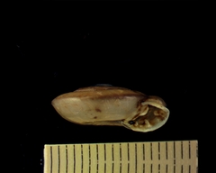 Ashmunella carlsbadensis