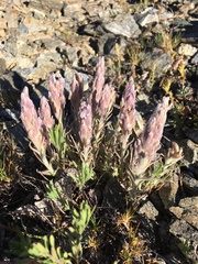 Castilleja schizotricha