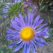 Chinese Aster - Photo (c) Emőke Dénes, some rights reserved (CC BY-SA)