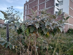 Solanum marginatum