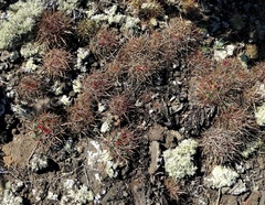Ferocactus fordii borealis