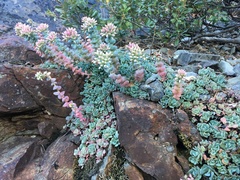 Sedum laxum