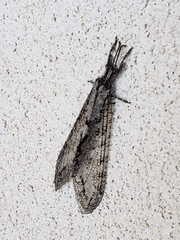 Vella
