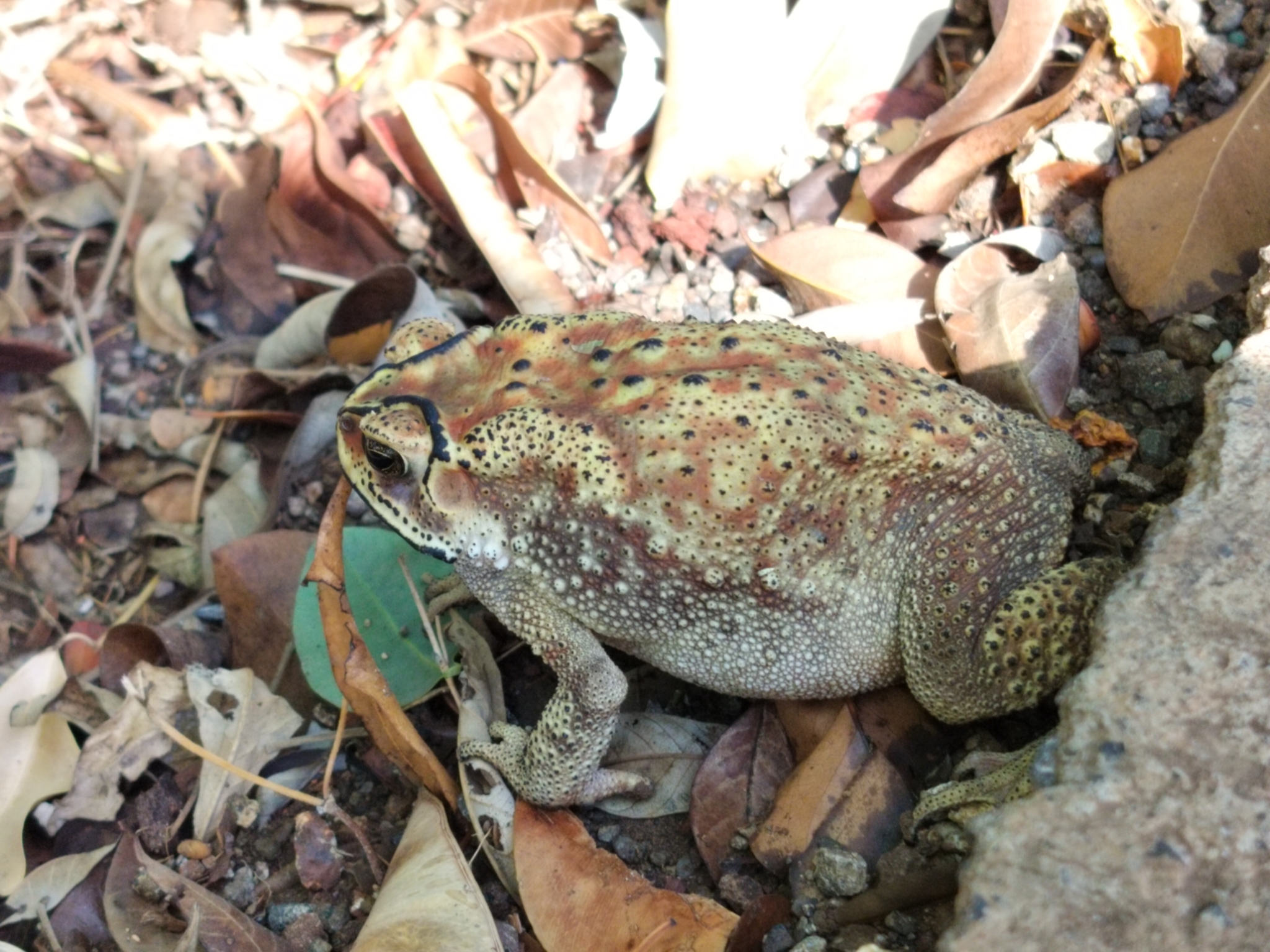 Indian Common True Toad