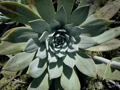 Dudleya anthonyi