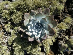 Dudleya anthonyi