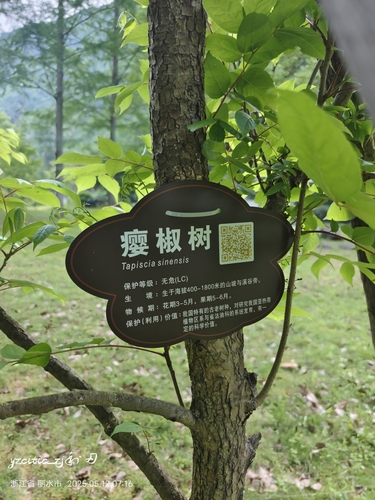 False pistachio (Tapiscia sinensis)