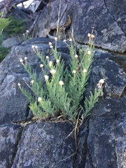 Erigeron klamathensis