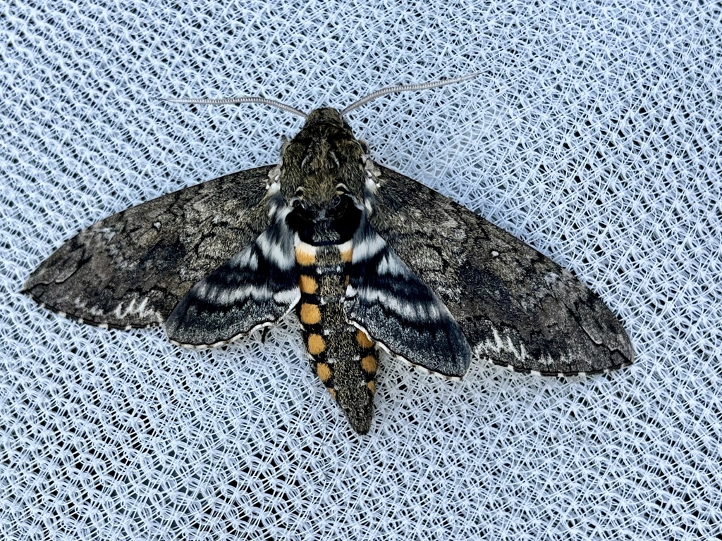 Carolina Sphinx from Oak Creek Cir, Austin, TX, US on May 11, 2025 at ...