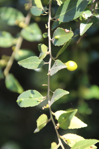Image of Maytenus peduncularis by no rights reserved