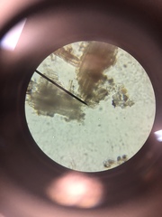 Volvox aureus