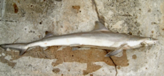 Australian Weasel Shark photo 3