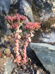Sedum laxum