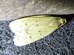 Dichomeris minutia