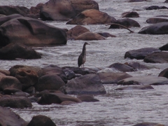 Tigrisoma