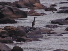 Tigrisoma