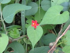 Ipomoea rubriflora