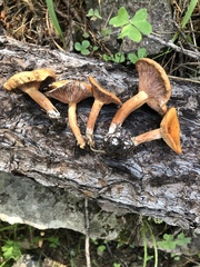 Lactarius luculentus laetus